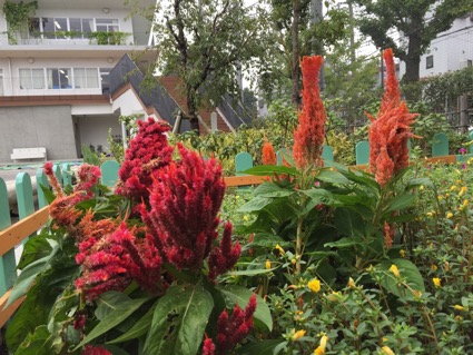 種から育てた鶏頭