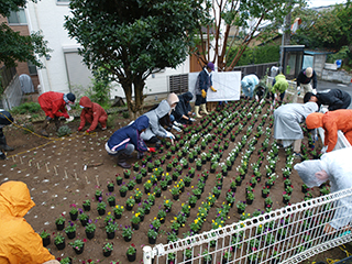 ②枠取りに合わせて色別のビオラ苗を置いて、全体を確認しながら植えつけ位置を決めていきます
