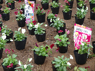 ③お花が長く咲くように、肥料効果が長い元肥をあらかじめ土に混ぜ込んでいます