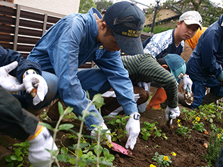 ⑨縁取りのワイルドストロベリーの間にも植えるとナチュラルなコーナーができそうですね