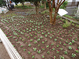 ⑪ついに完成、創立記念の花文字花壇。校章マークもバッチリ入れました！きれいに咲いてくれますように