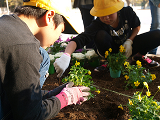 ⑥地面に穴を掘って、ひと苗ずつ植えていきます