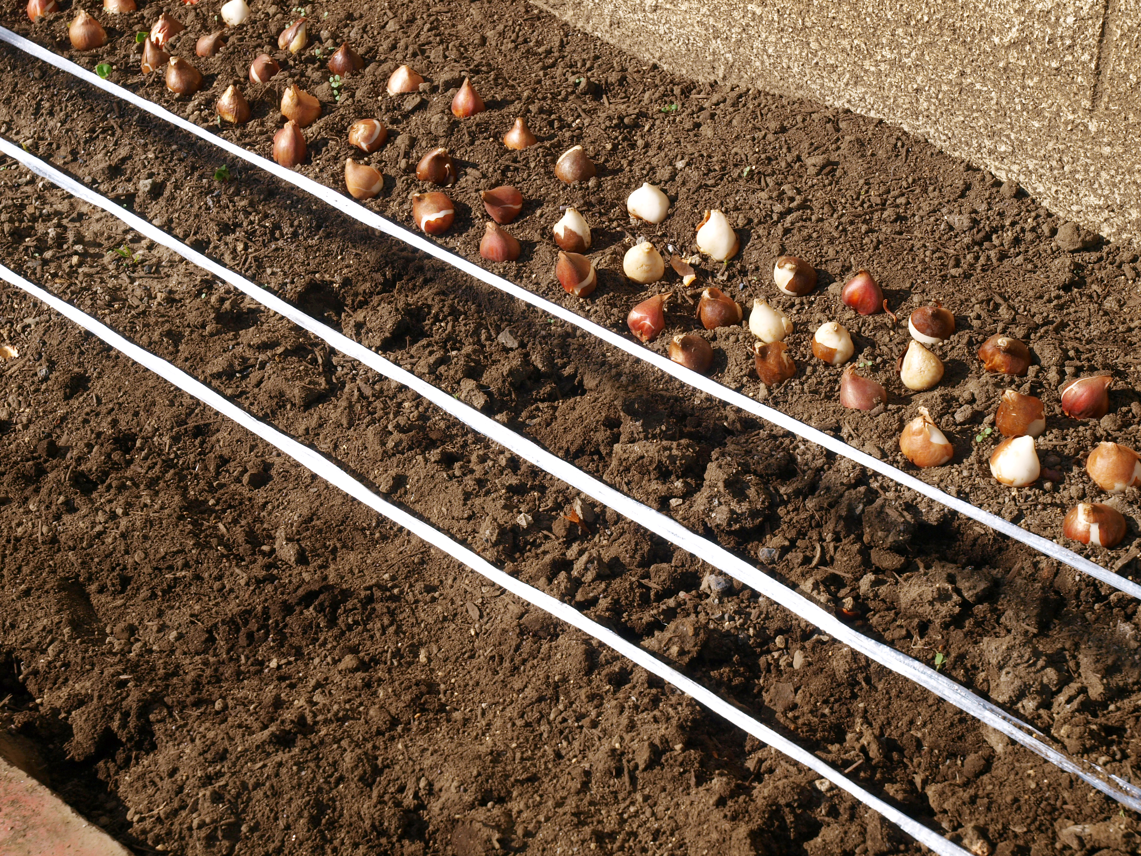 花壇にテープで線を描いて、花を植える位置を決めます