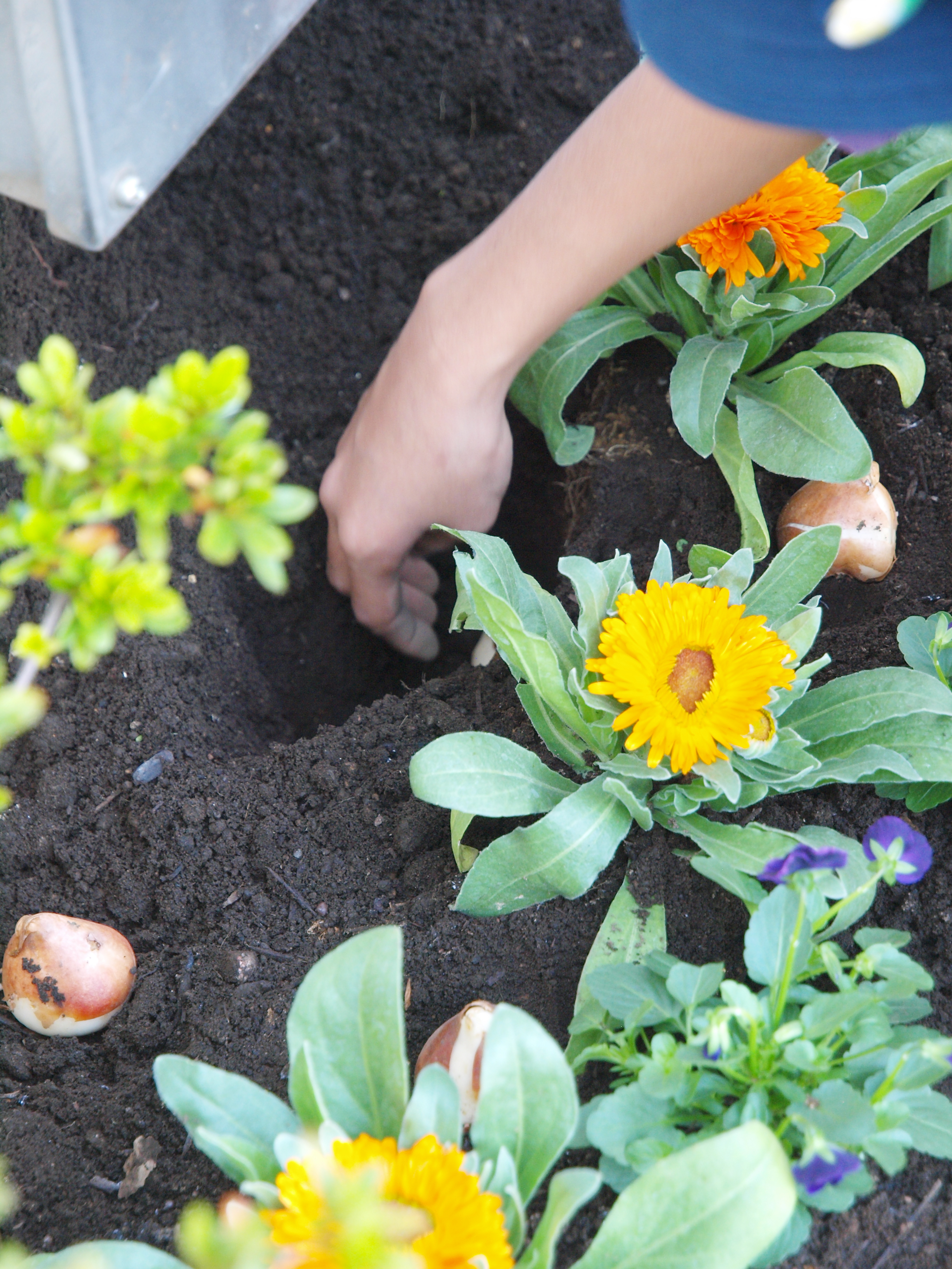 チューリップの球根は、球根3つ分ぐらいの深さに穴を掘ります