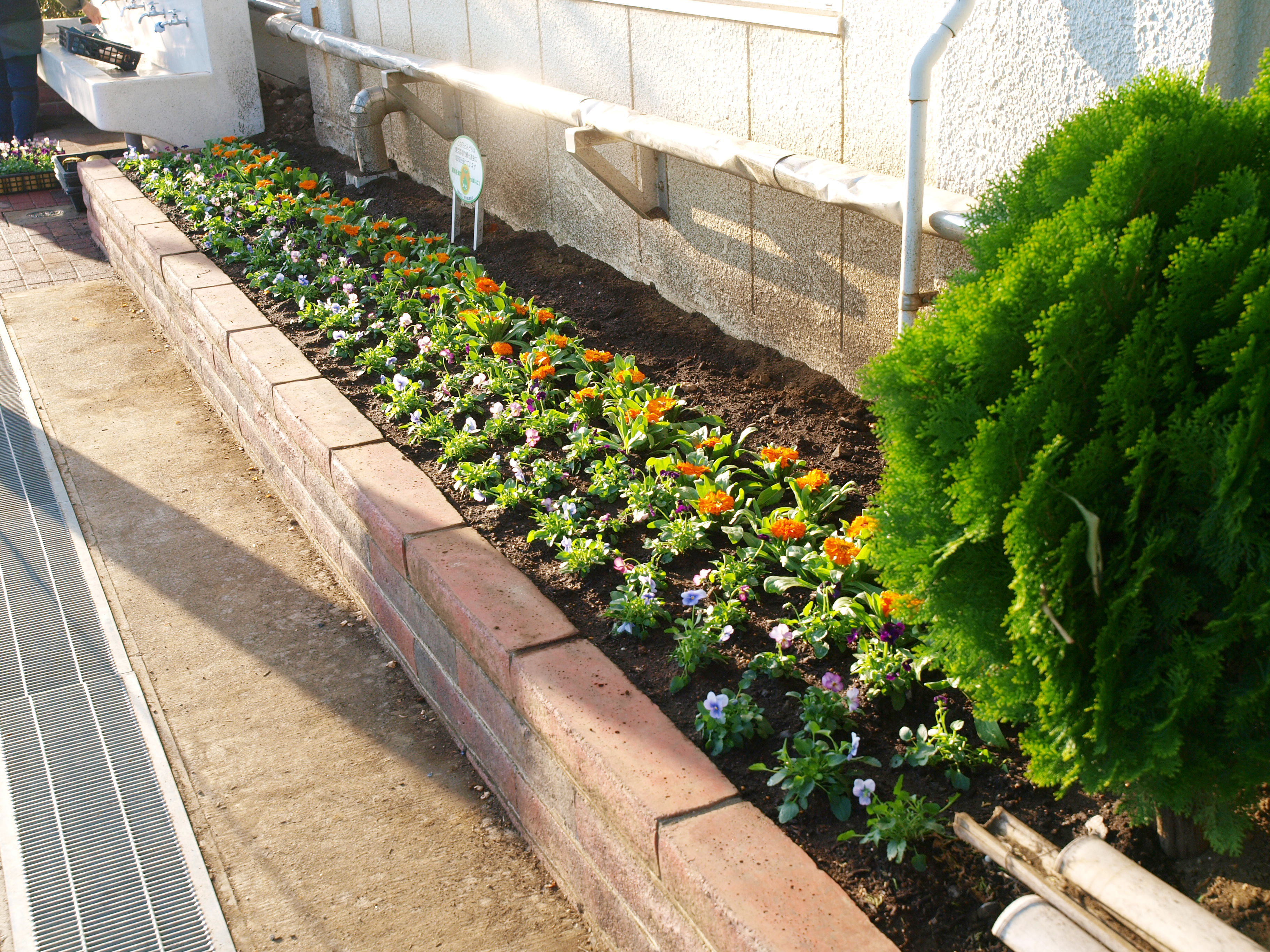 職員室前の奥行きが70cmある花壇が完成しました