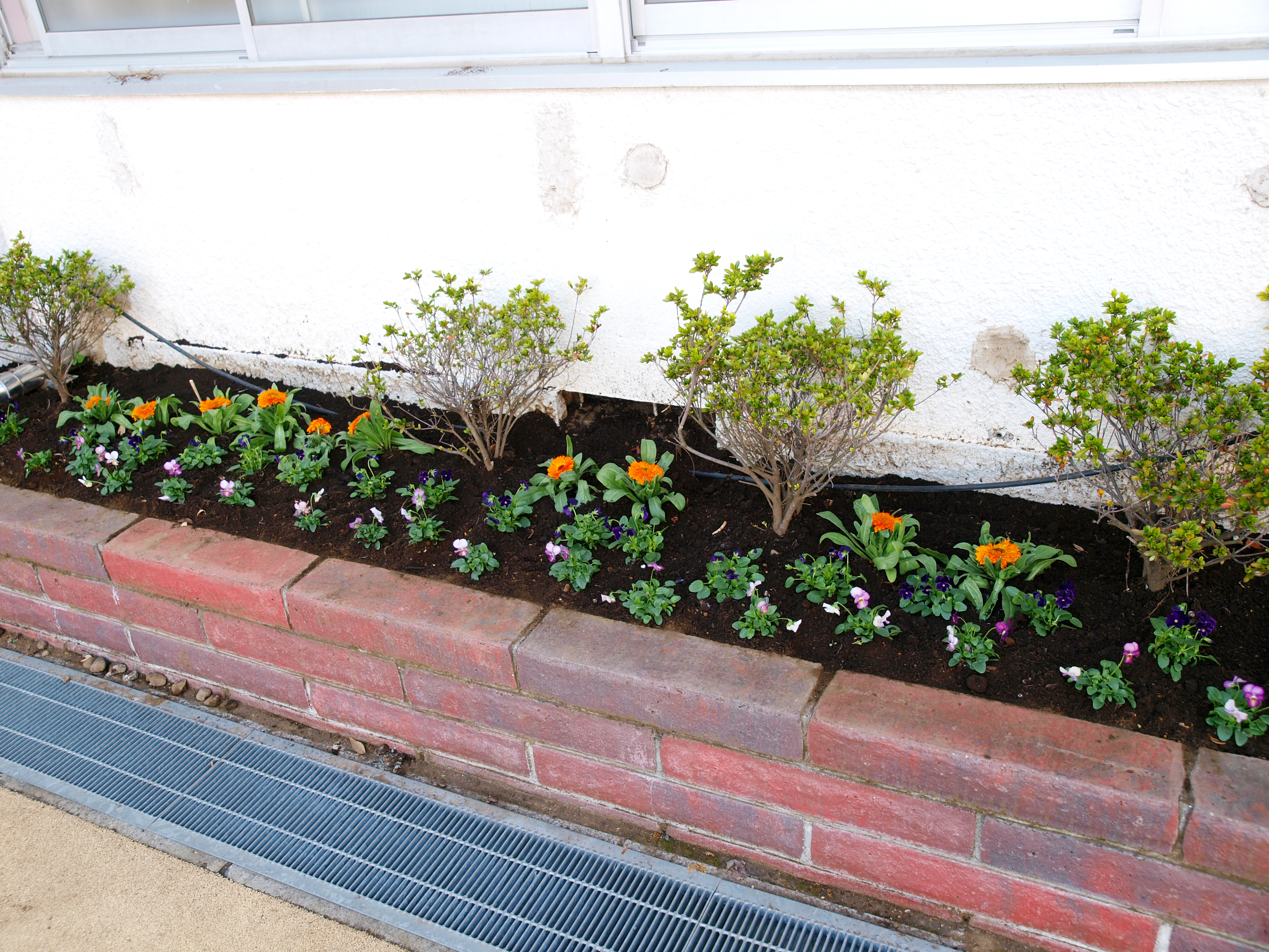 遊具前にある花壇も完成。左右17mもある広い花壇にみんなで協力して植えました