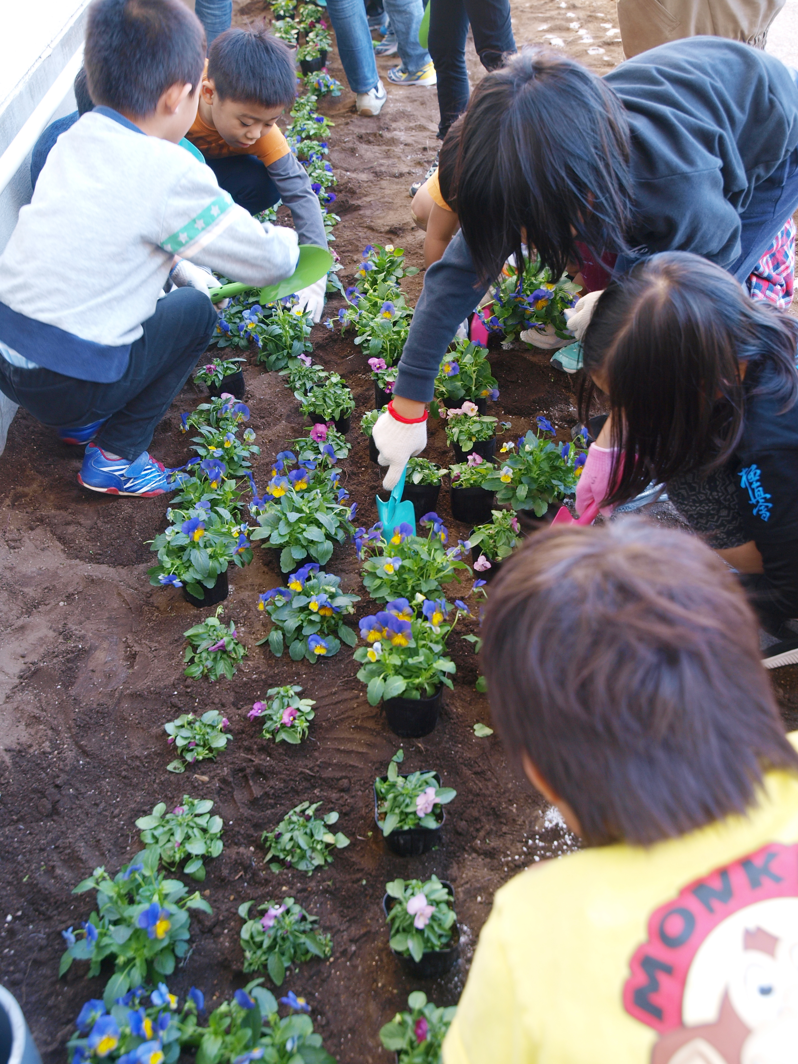 スコップ半分ぐらいの深さに掘ります