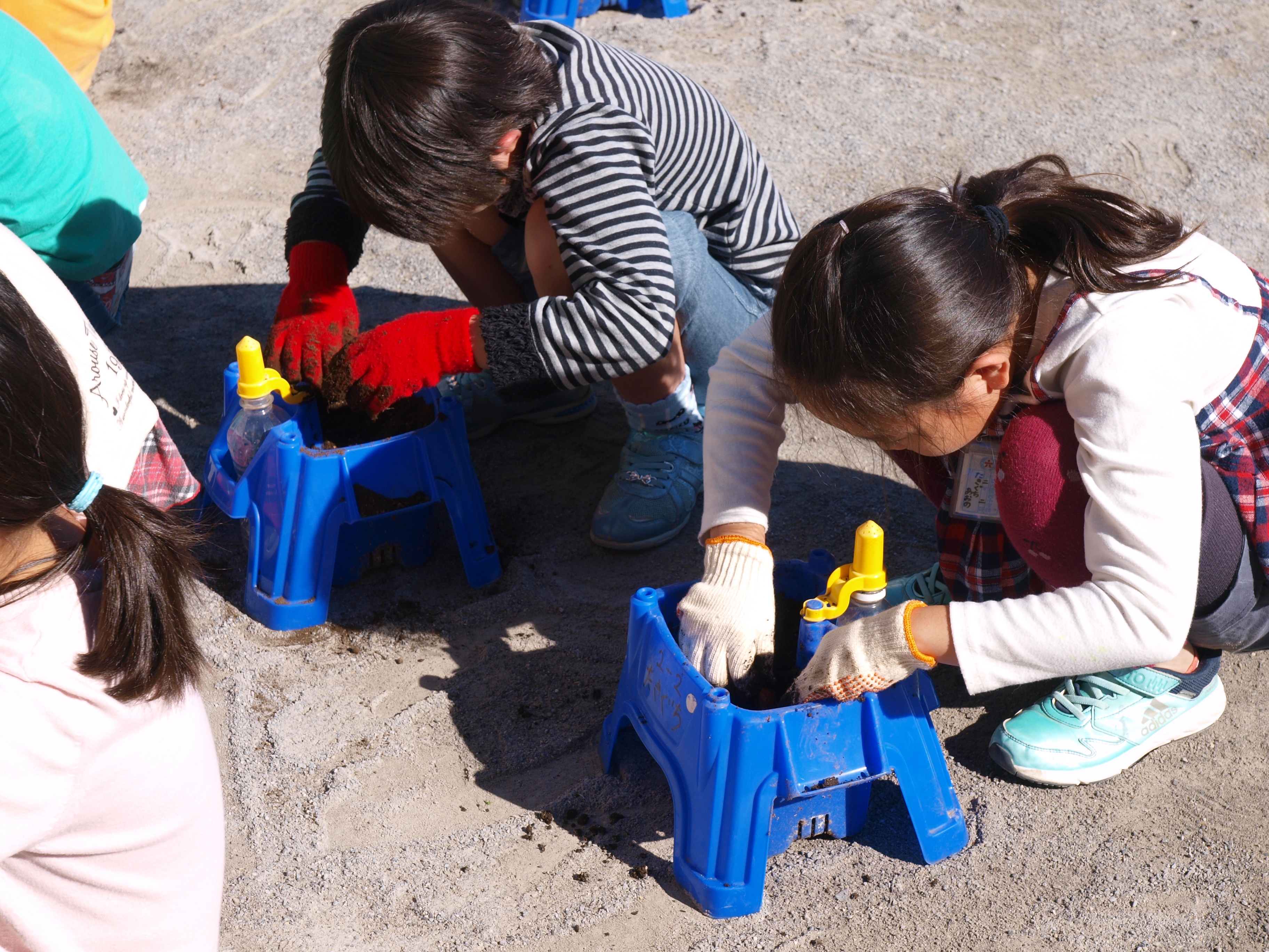植木鉢の中の土を手でかき回して、土をやわらかく耕します