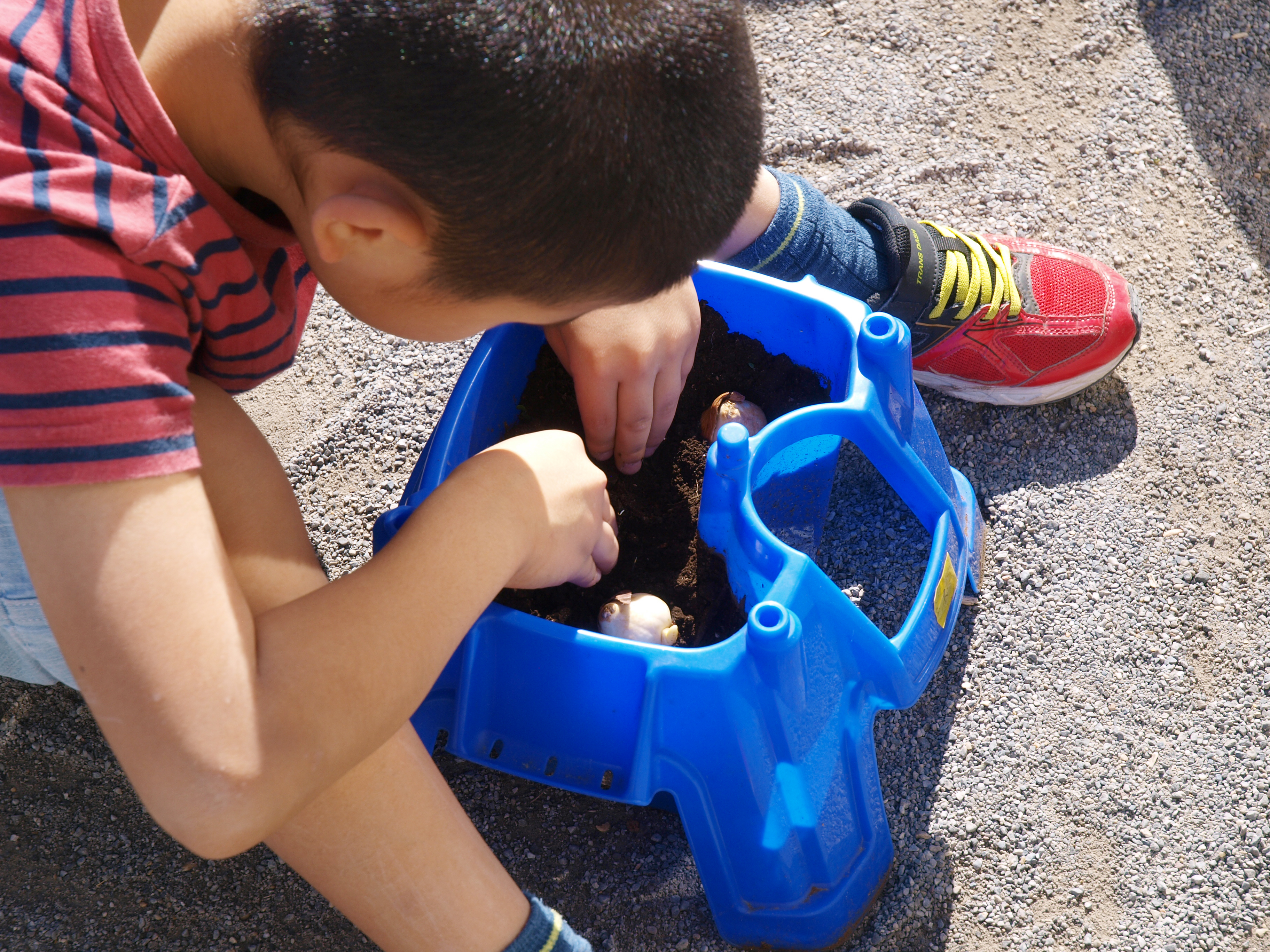 3つのチューリップの球根を、向きに注意して植えます