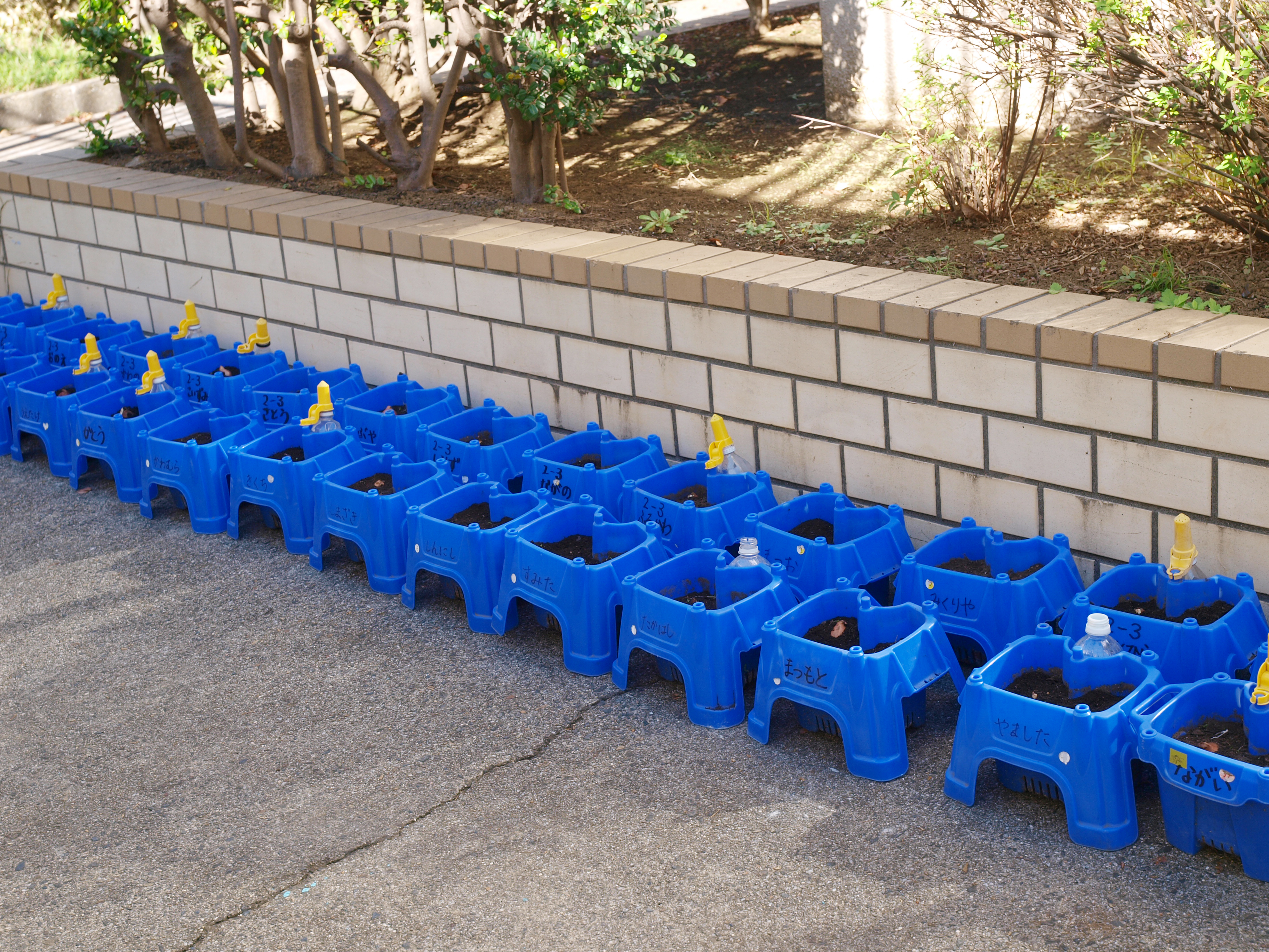 植え終わったみんなの植木鉢を、クラスごとに並べます