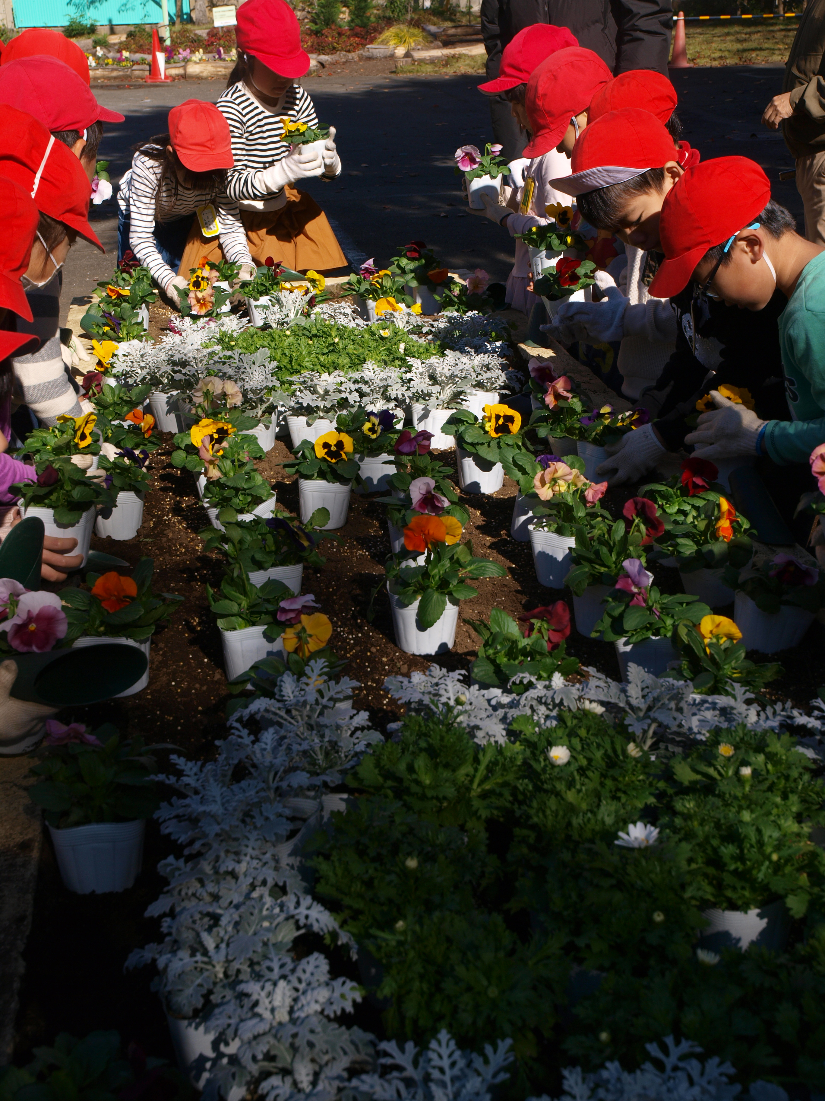 ポットから慎重に苗を取り出す姿は、真剣そのもの