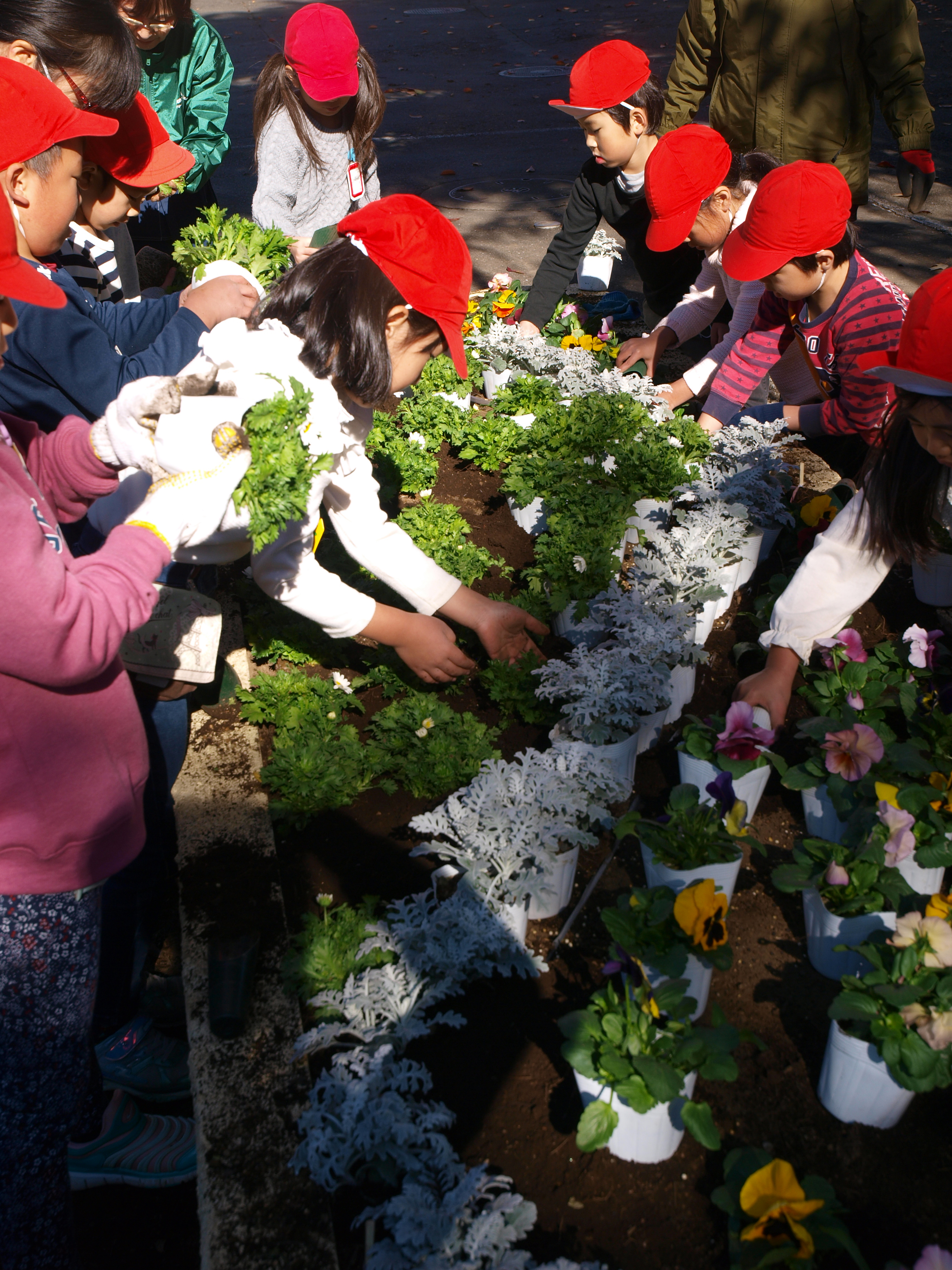 だんだんコツをつかんで、上手に植えていました