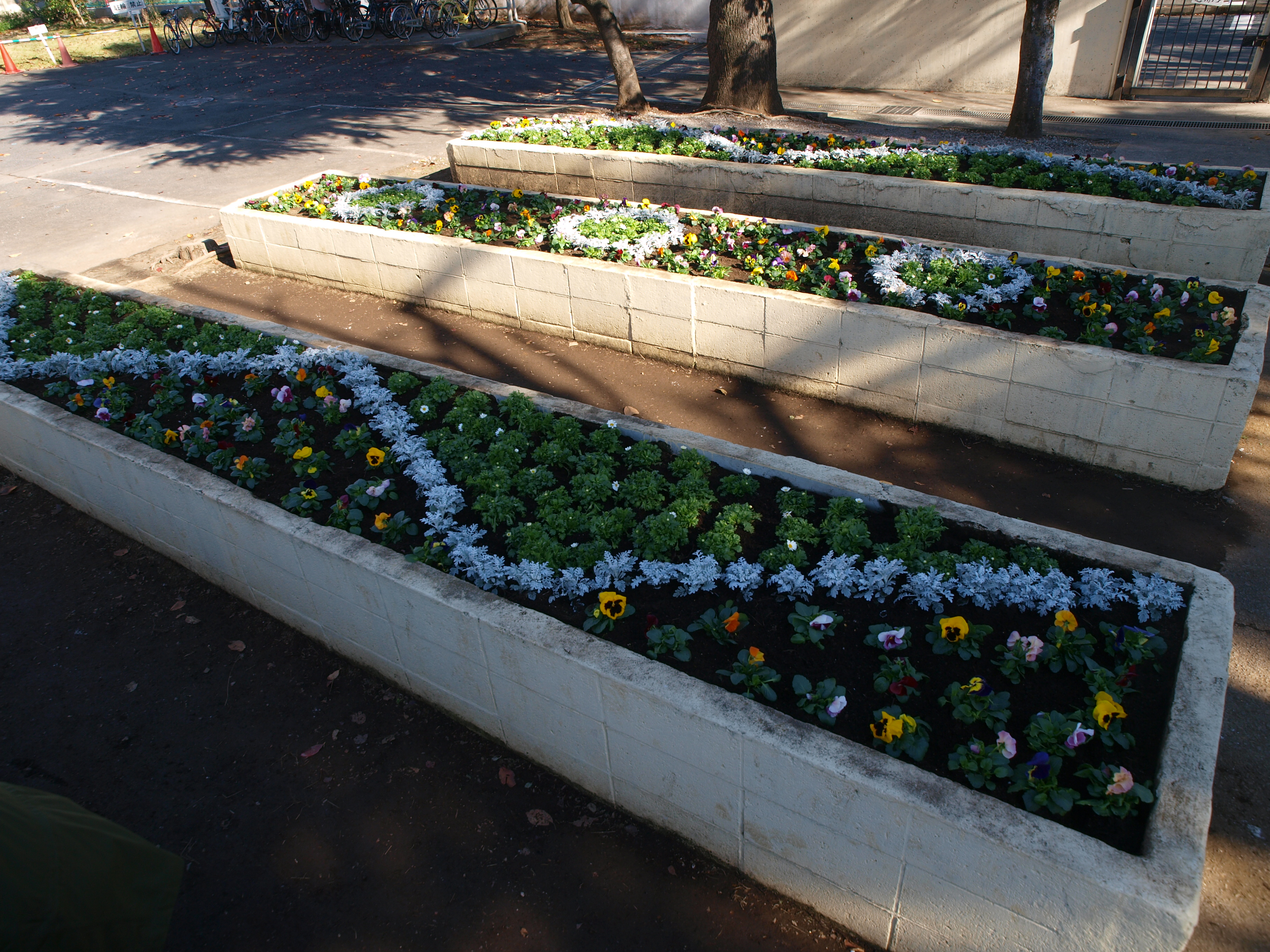 花壇も完成。シロタエギクのシルバーが、綺麗に模様の輪郭をかたどっています