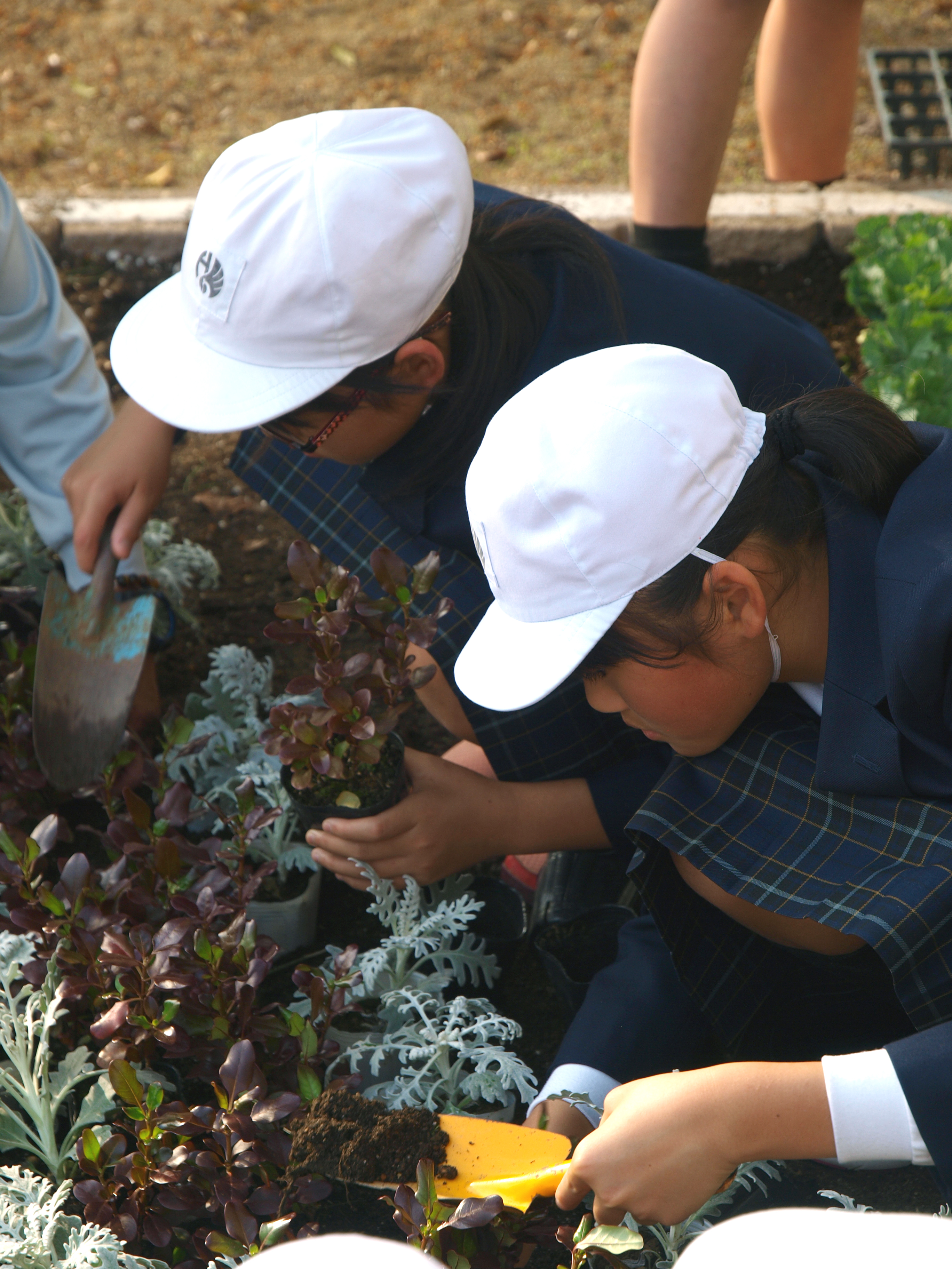 スコップで草花の高さに合わせて穴を掘り、苗を植えます