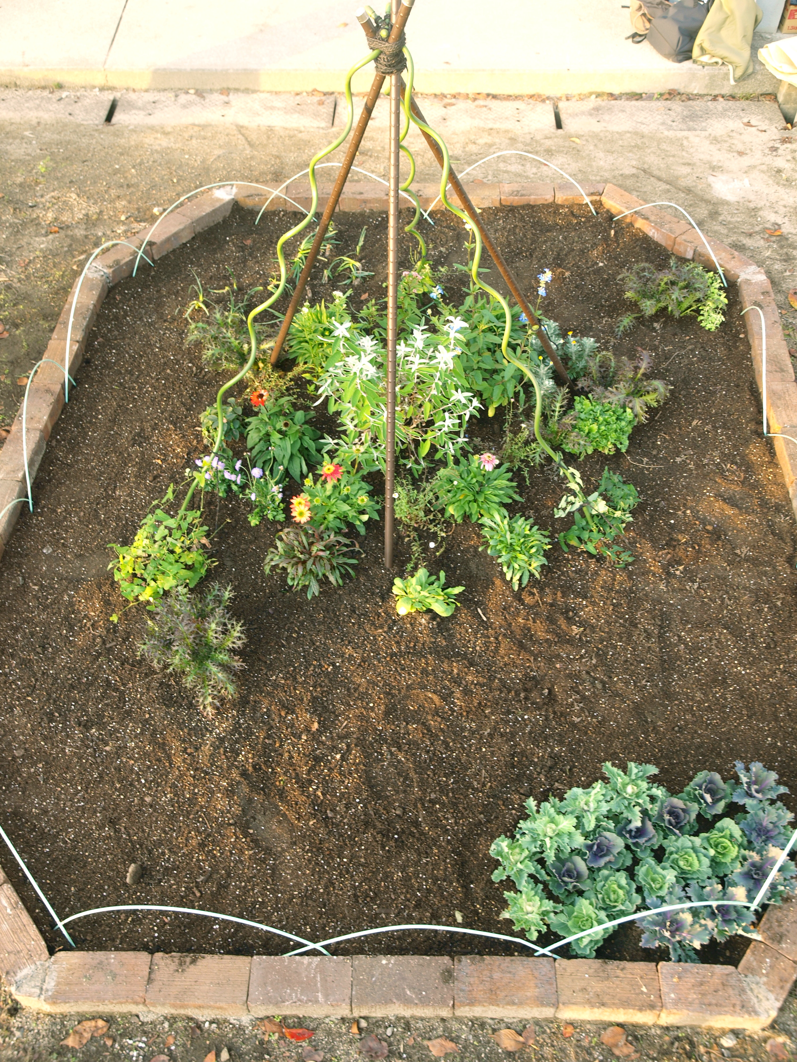 完成した小花壇は、蝶の好む草花が20種以上