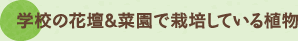 学校の花壇＆菜園で栽培している植物