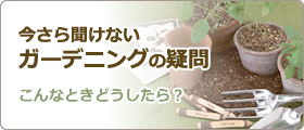 今さら聞けないガーデニングの疑問：こんなときどうしたら？