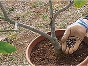 鉢植えのお手入れ