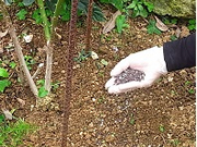 庭植えのお手入れ