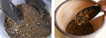 鉢への植え付け