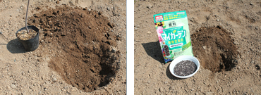 >庭への植えつけ