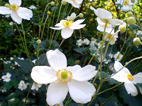 シュウメイギク