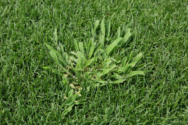 メヒシバ（一年草）