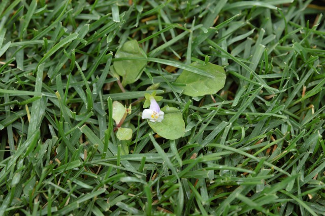 トキワハゼ（一年草）