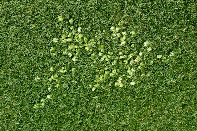 オオチドメ（多年草）