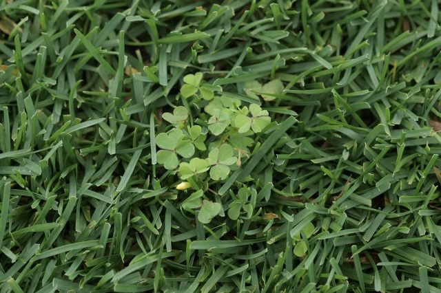 カタバミ（多年草）