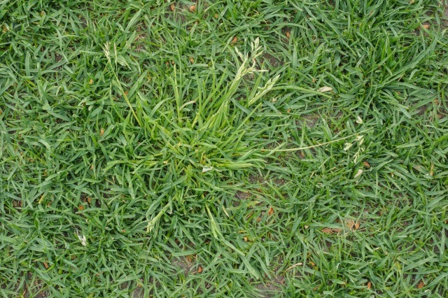 スズメノカタビラ（一年草）