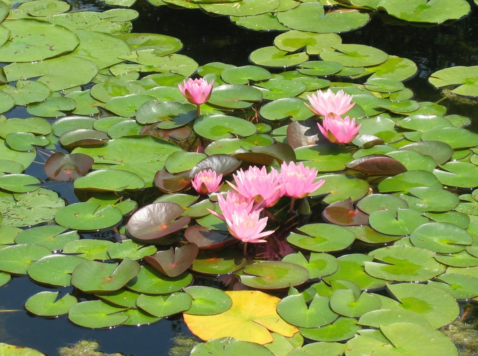温帯スイレンのイメージ
