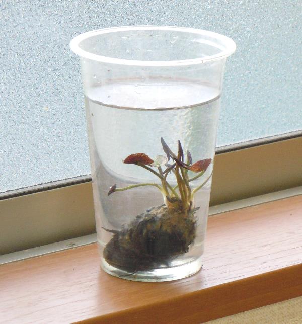 コップに入れて越冬