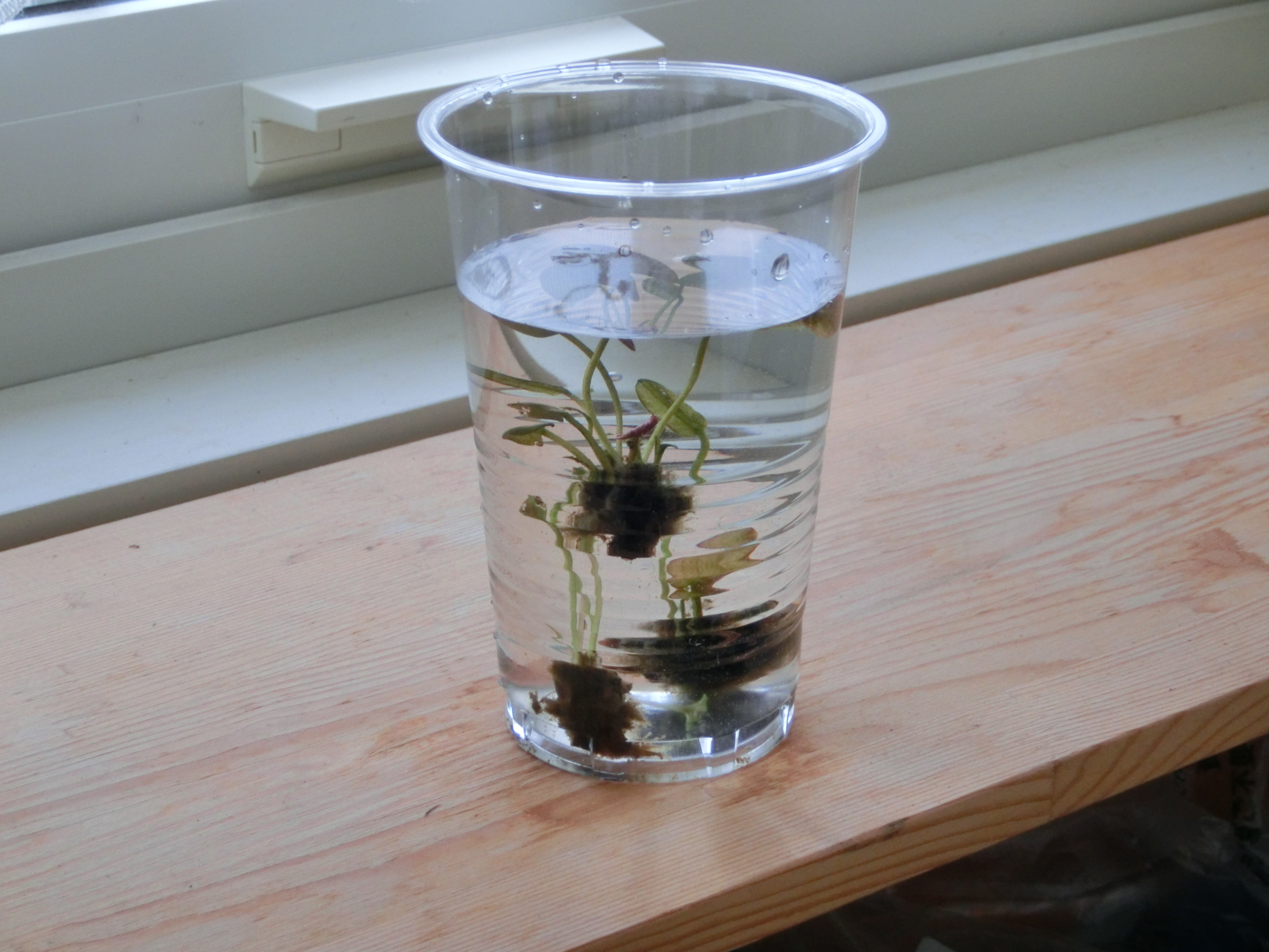 室内の窓辺に置く