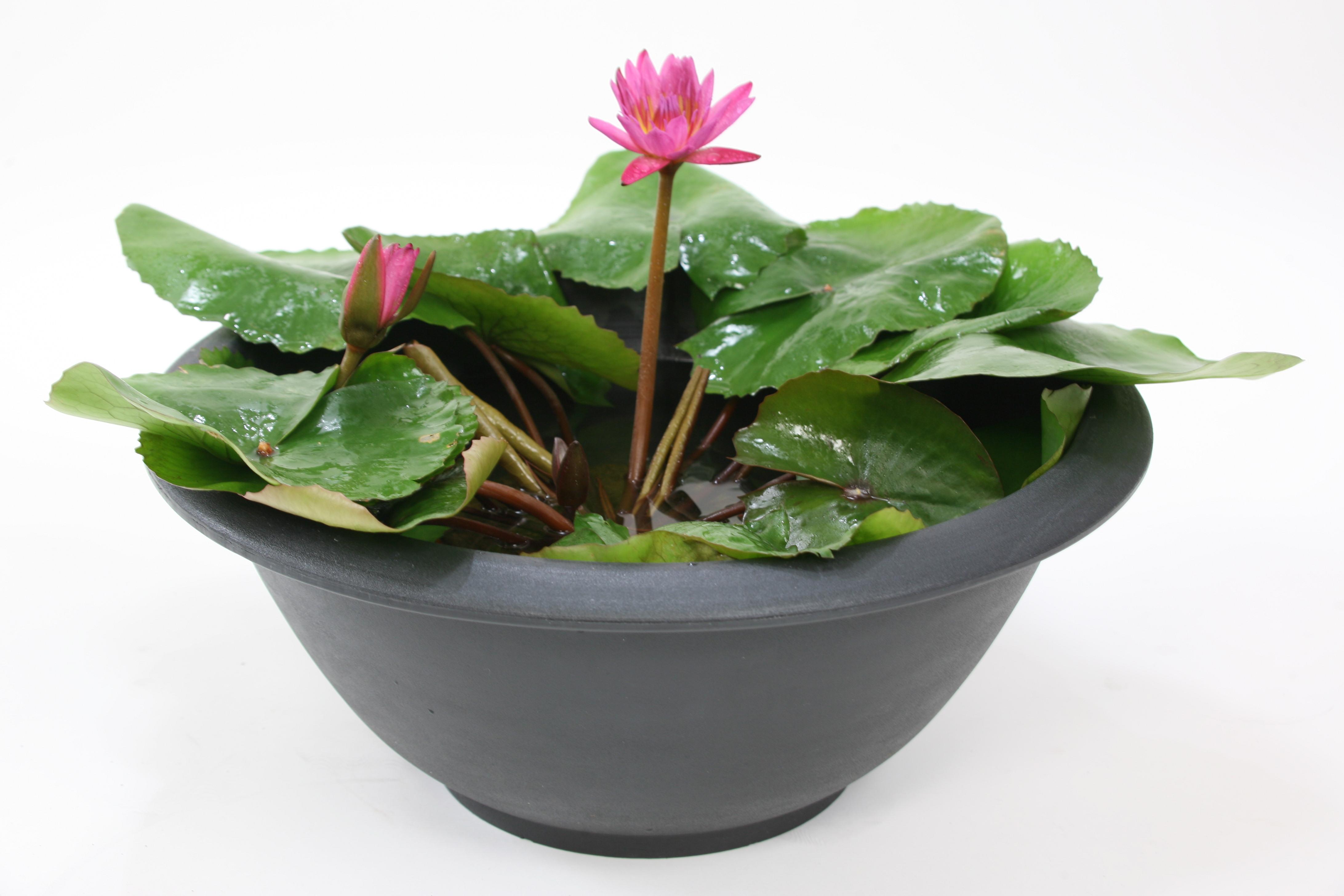 スイレン鉢での栽培