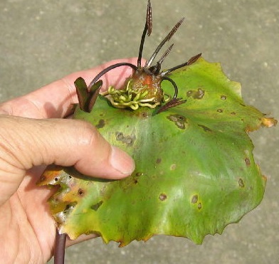 上向きで作ったムカゴ球