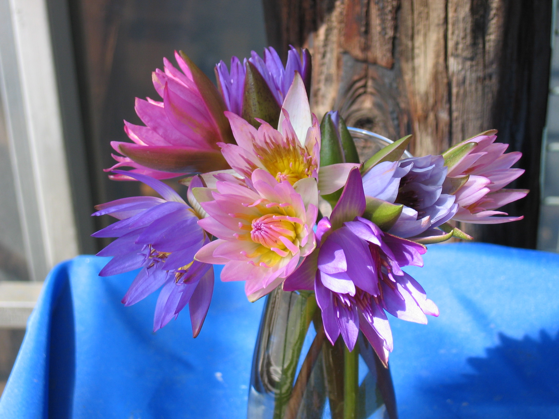 開花1日目の花を使う