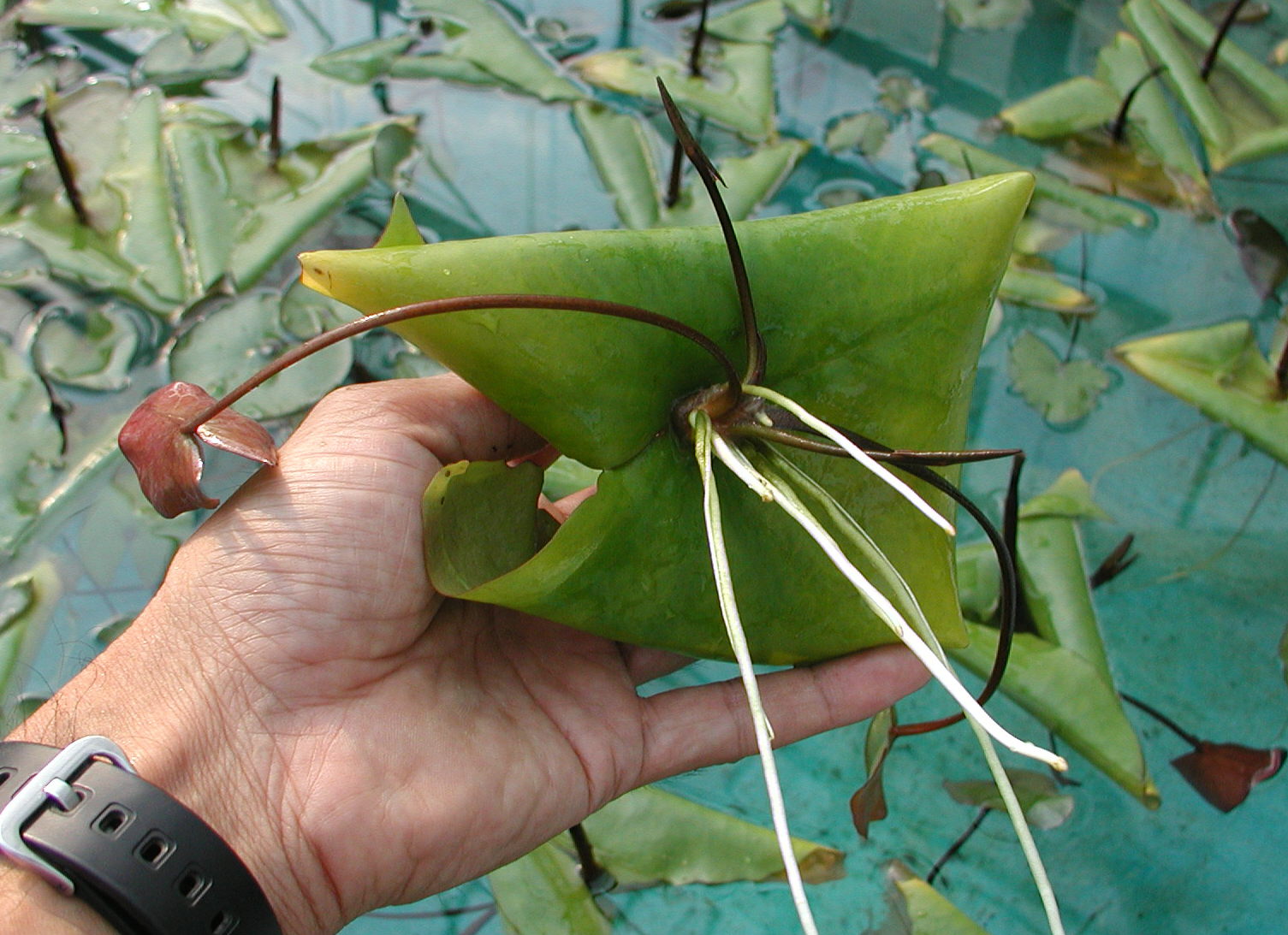 発根したﾑｶｺﾞ