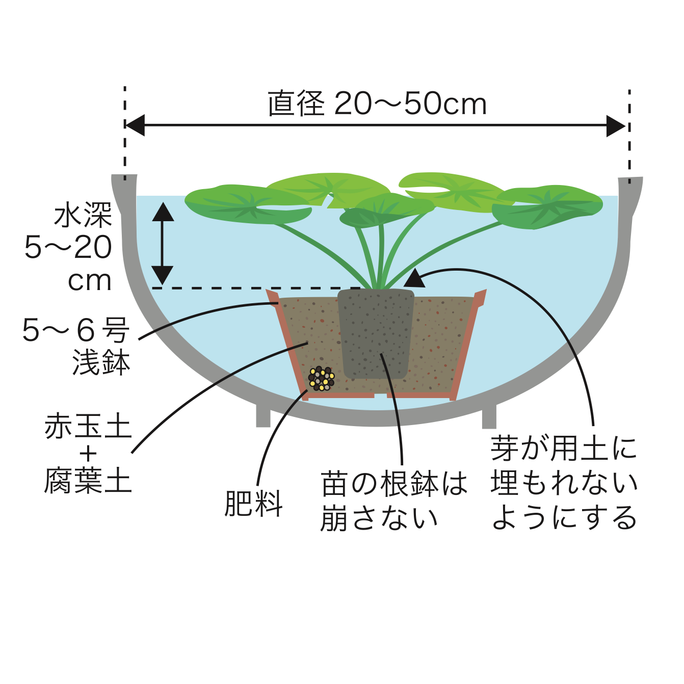 スイレン植え方
