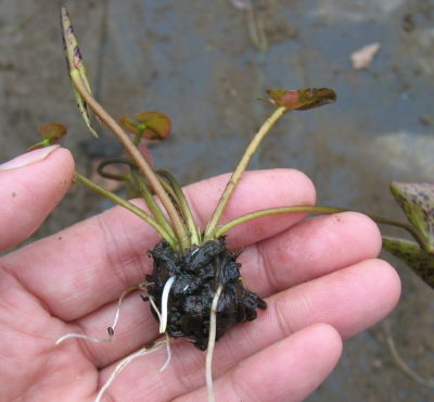 根が伸びてきたら植え付ける