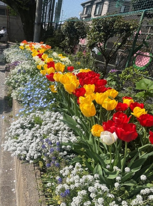 強風対策の為、密植です。チューリップは、環境委員の生徒と一緒に配置しました。