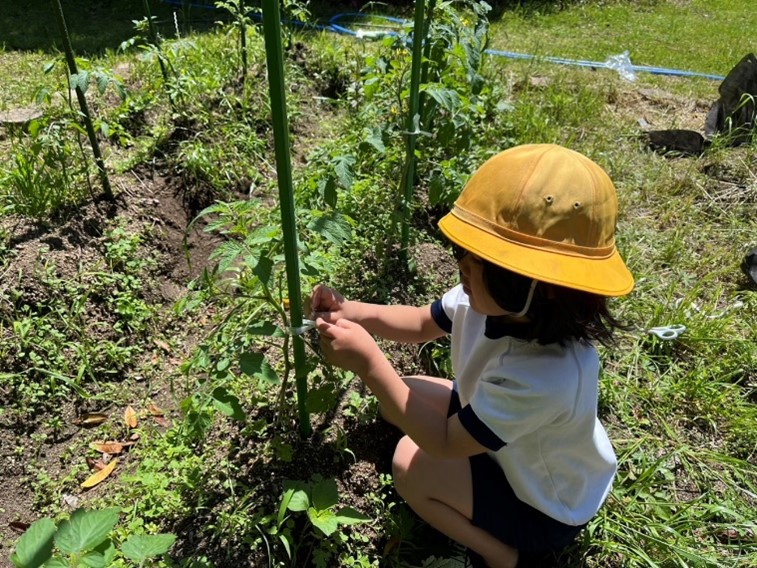 トマトに支柱を立て茎と結ぶ作業をしました。子どもたちの笑顔は最高でした。