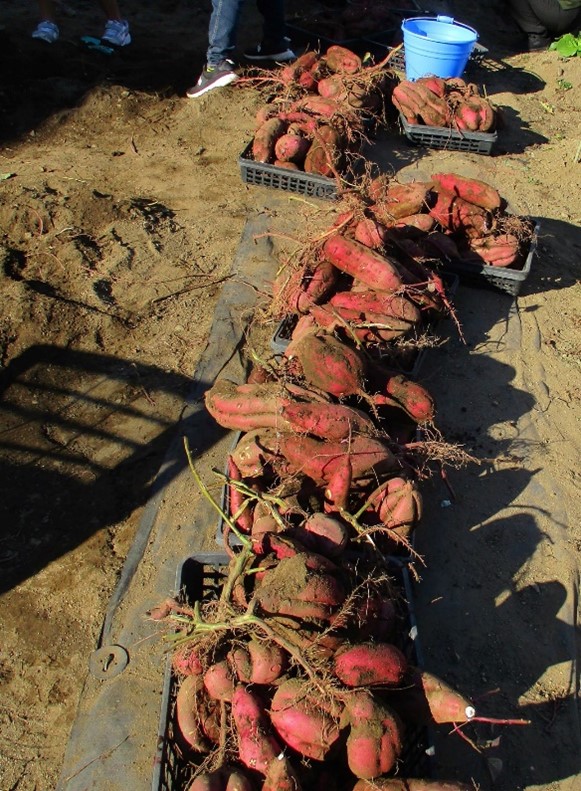 さつまいもも大きくたくさん育っています。秋の大収穫祭なども行います。