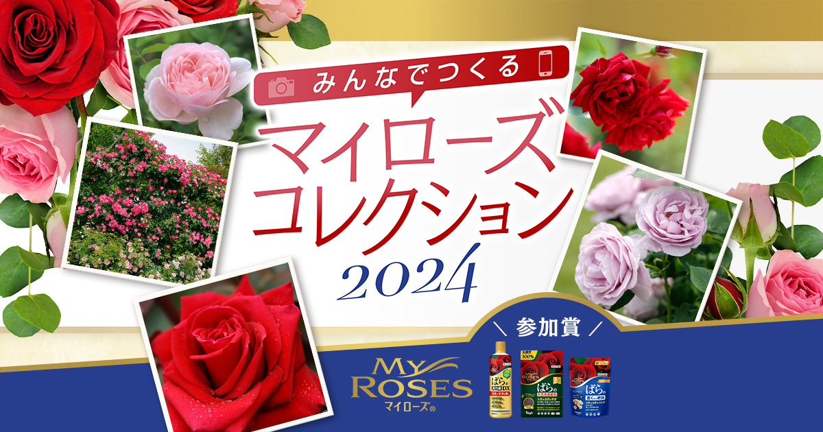 みんなでつくるマイローズコレクション2022