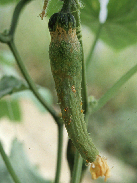 ホウ素欠乏（きゅうり水耕栽培）