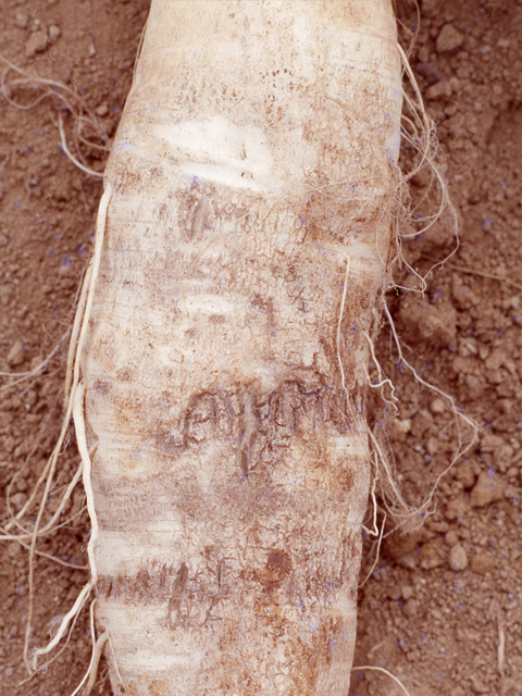 ホウ素欠乏（だいこん）①