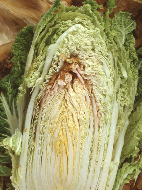 カルシウム欠乏による芯腐れ症状（はくさい）