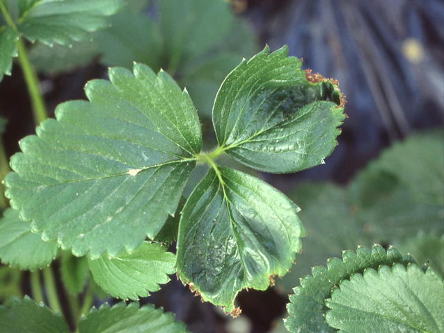 カルシウム欠乏によるチップバーン症状（いちご）