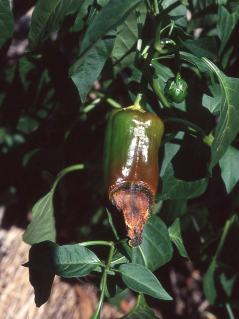 カルシウム欠乏による尻腐れ症状（ピーマン）