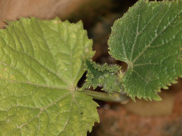 カルシウム過剰（きゅうり）